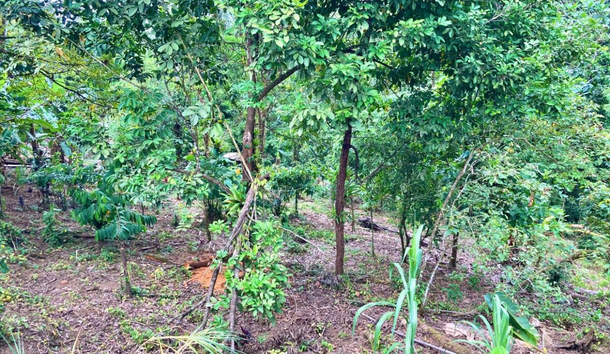 Jauuri La Fortuna Mountain