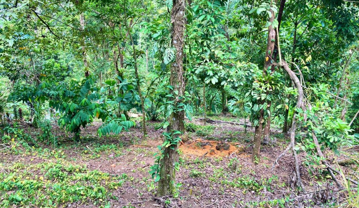 Jauuri La Fortuna Mountain
