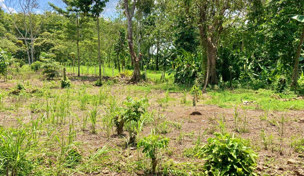 Los Angeles La Fortuna