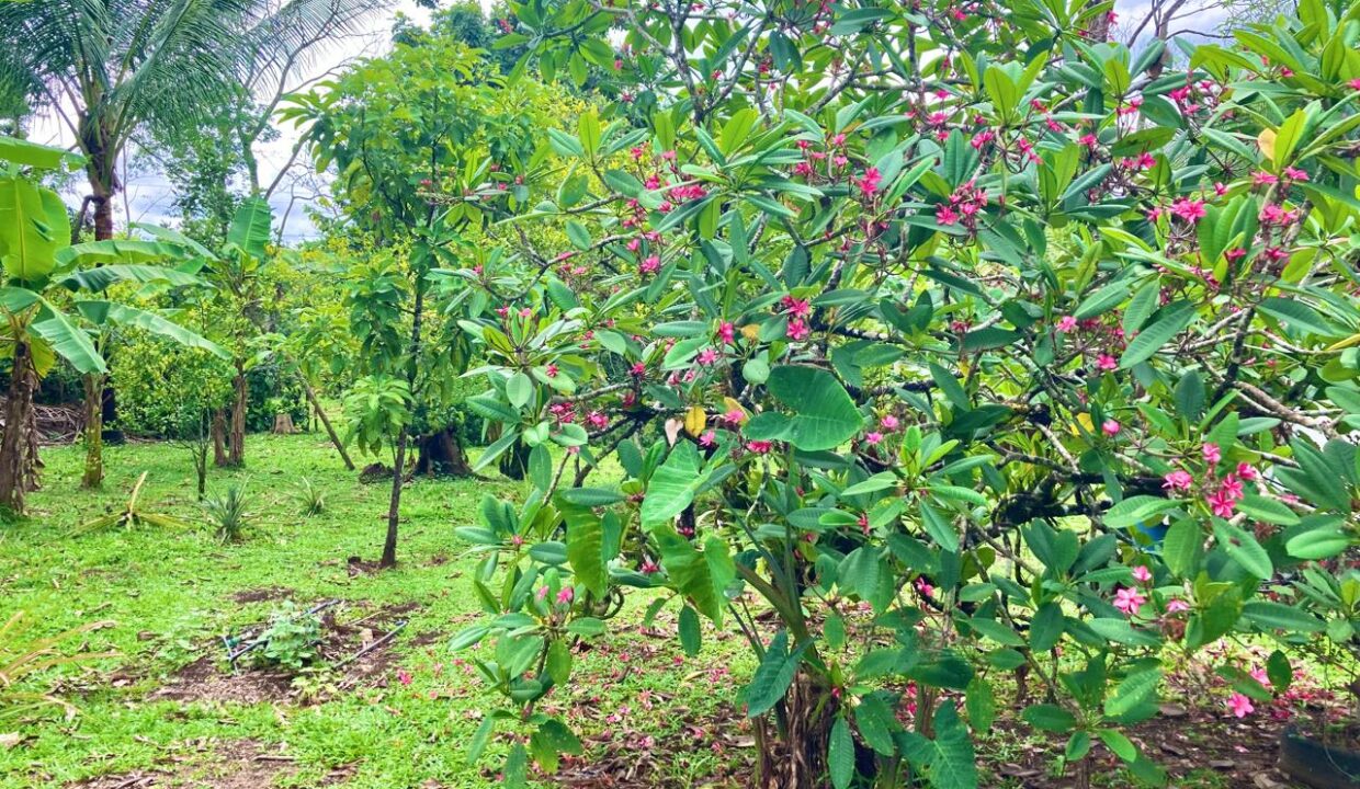 penas blancas house for sale la fortuna costa rica real estate arenal volcano hot springs canal chachagua