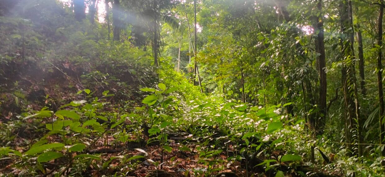 la fortuna costa rica real estate arenal volcano hot springs land with river for sale