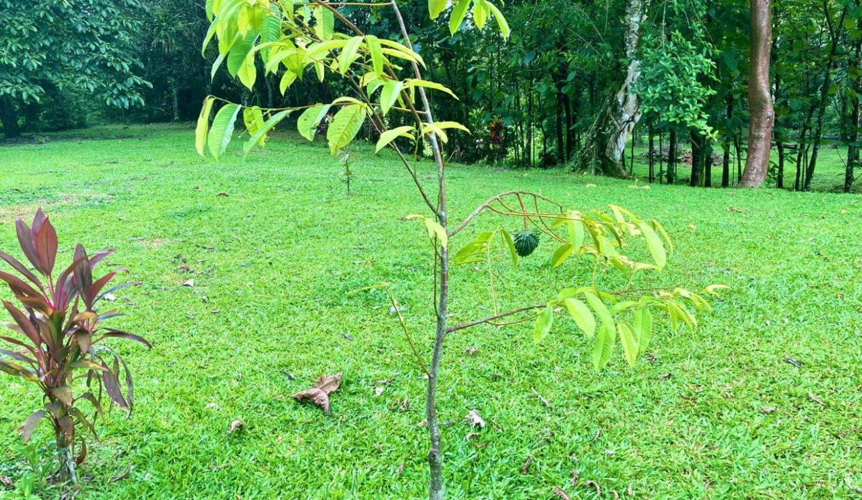 Chachagua La Fortuna1