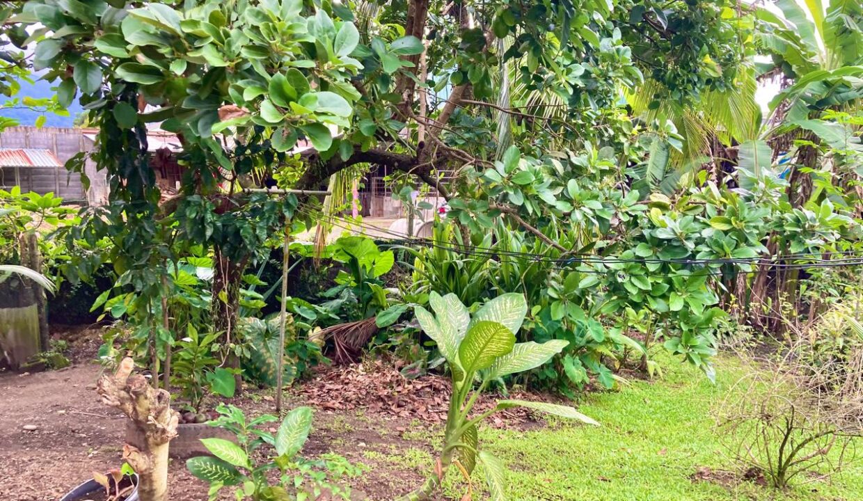 Tropical Garden with Fruit Trees in La Fortuna Costa Rica Property