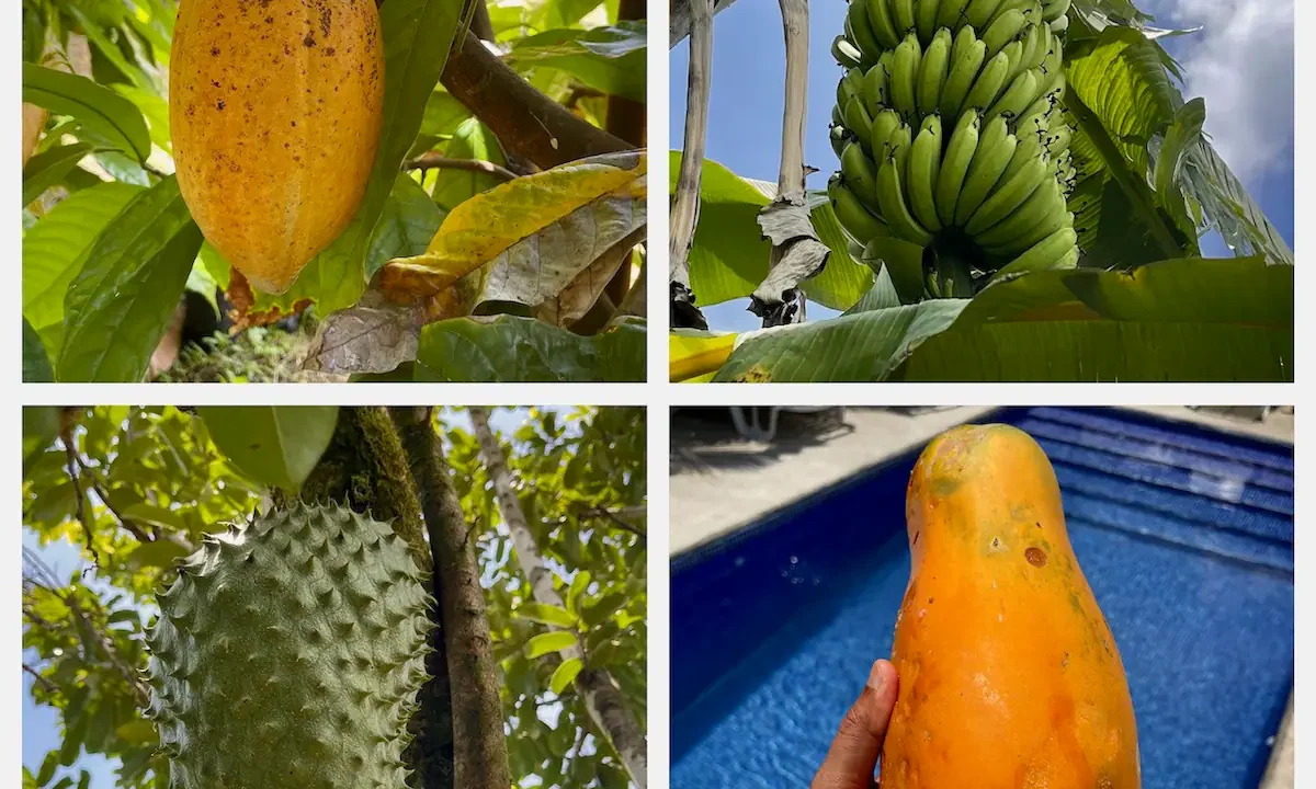 Lush Gardens with Fruit Trees and Wildlife in La Fortuna Costa Rica