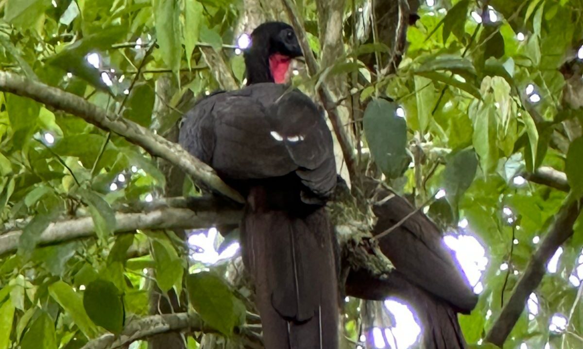 Colorful Exotic Bird in Tropical Forest with Arenal Volcano View, La Fortuna Costa Rica