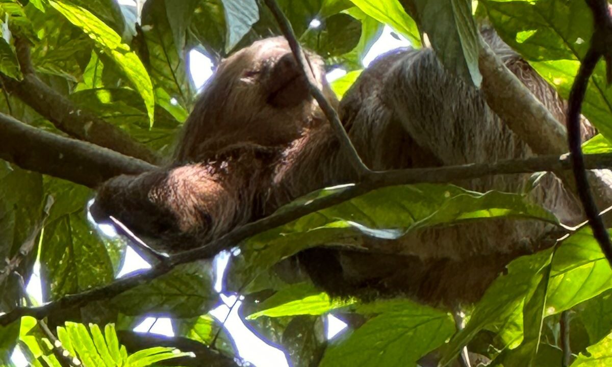 Resident Sloth on Rental Property with Arenal Volcano Views – Chachagua near La Fortuna Costa Ric