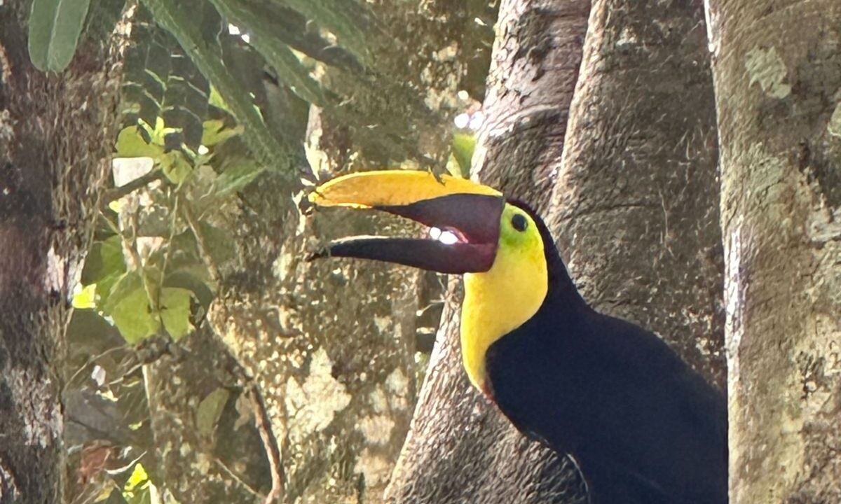 Bright Toucan Perched in Tropical Forest with Arenal Volcano View, La Fortuna Costa Rica