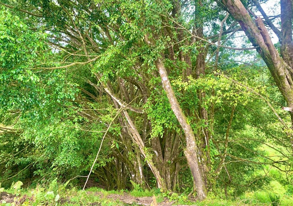 la palma lake arenal volcano land for sale mountain costa rica la fortuna