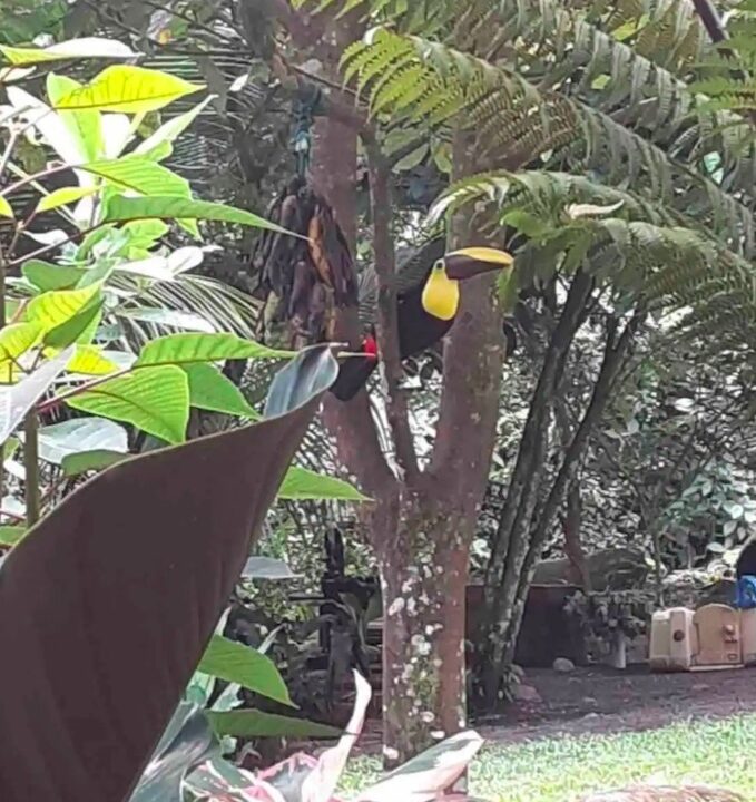 La Fortuna Costa Rica real Estate Property with River hot spring