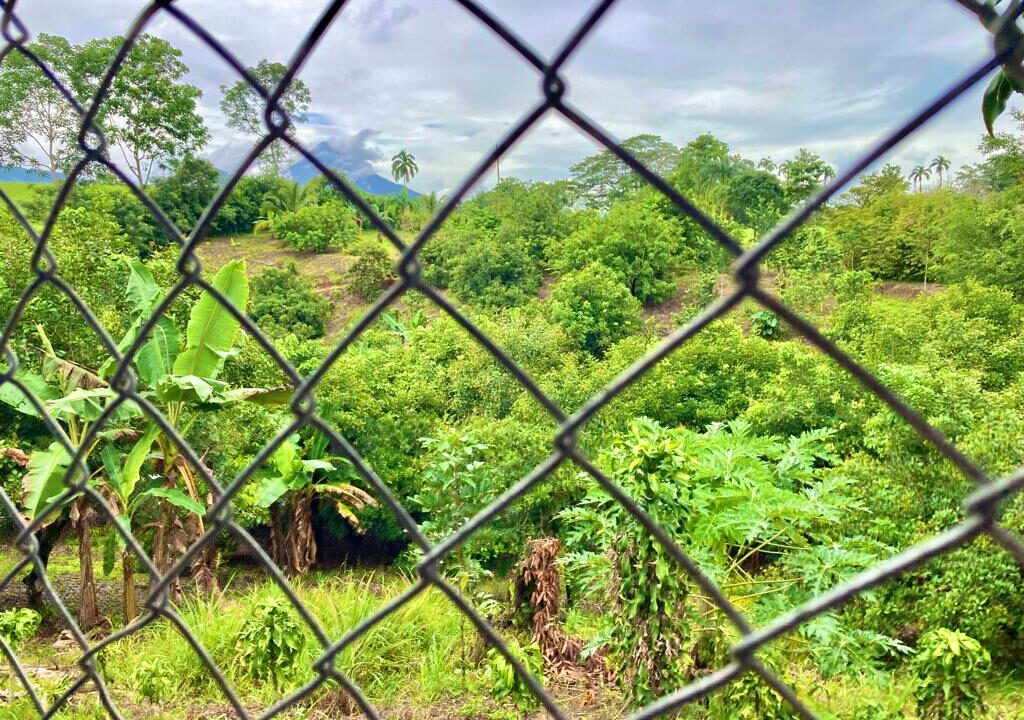 Private rambutan and banana grove on volcano view land – Tropical Glow