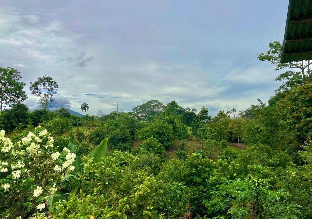 Fruit-filled green landscape near Arenal Volcano and hot springs – Tropical Glow
