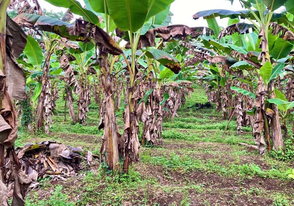 La fortuna real estate costa rica land for sale arenal volcano