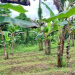 La fortuna real estate costa rica land for sale arenal volcano