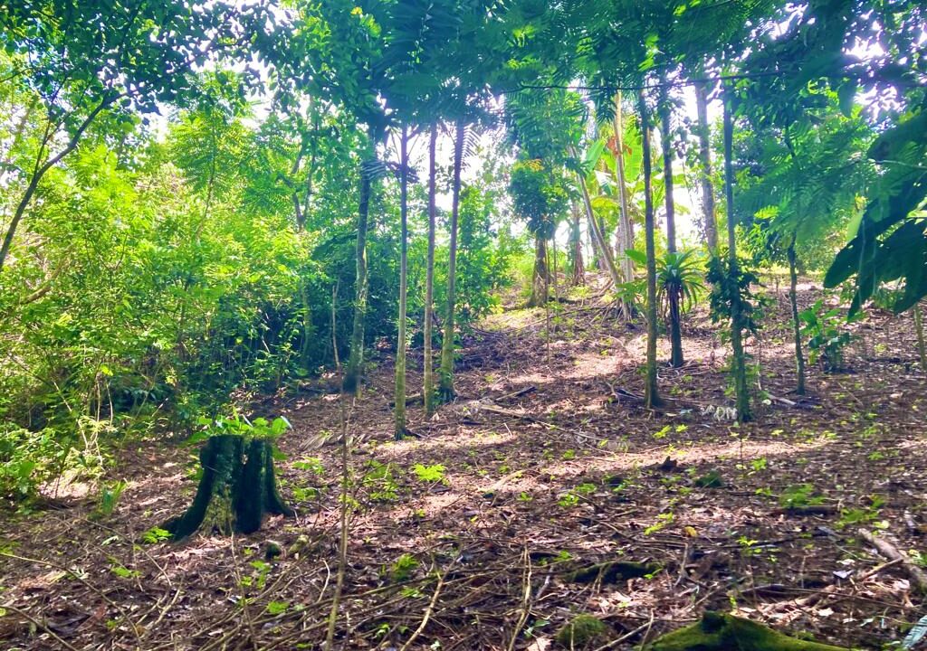 property house sale with river la fortuna costa rica real estate hot spring arenal volcano