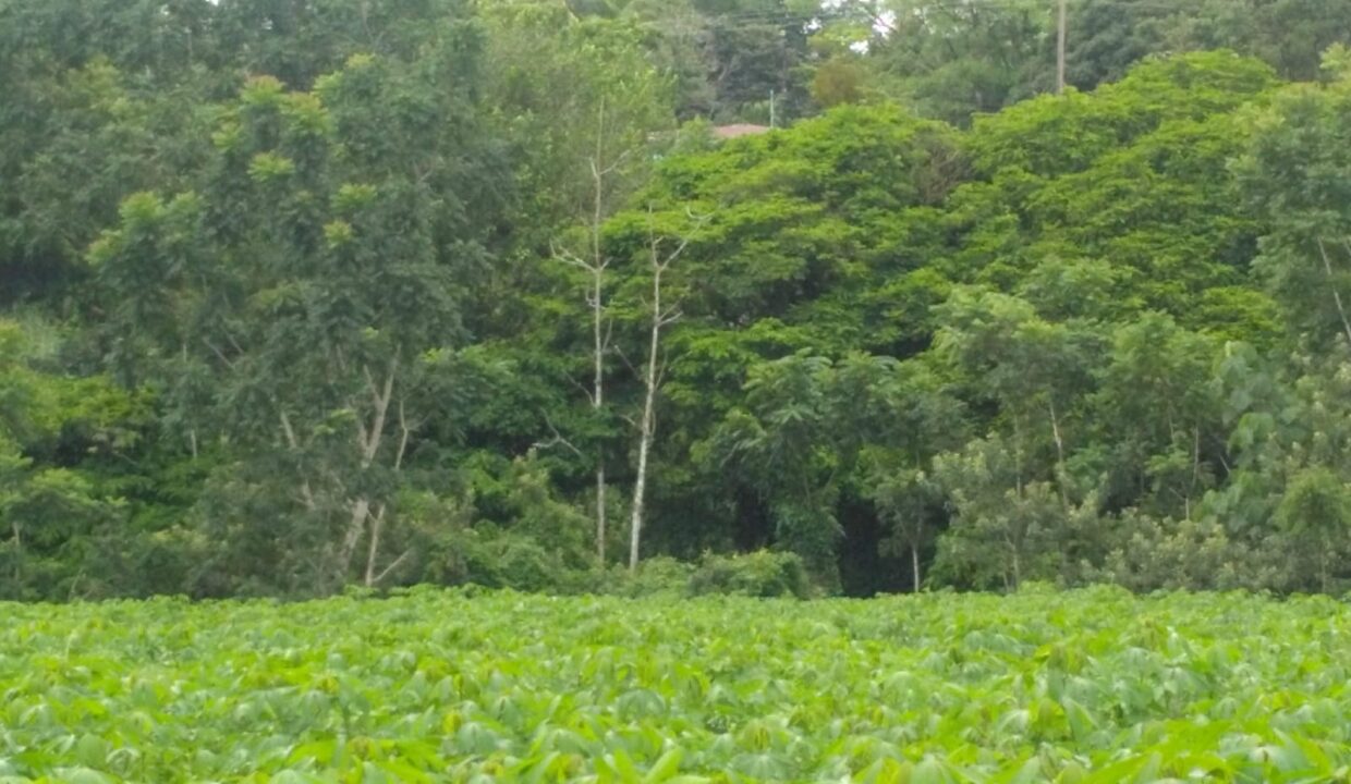 Chachagua La Fortuna