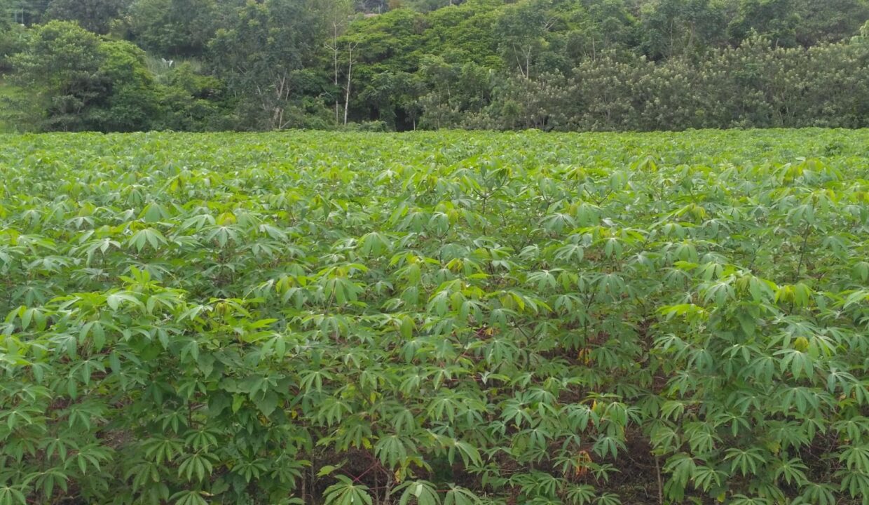 Chachagua La Fortuna