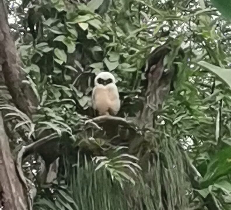 Los Angeles retreat la fortuna costa rica real estate property for sale bird paradise pond