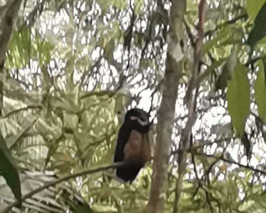 Los Angeles retreat la fortuna costa rica real estate property for sale bird paradise pond