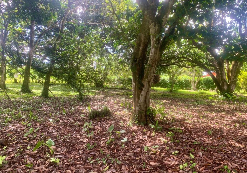 Los Angeles San Carlos Lot la fortuna land for sale real estate costa rica