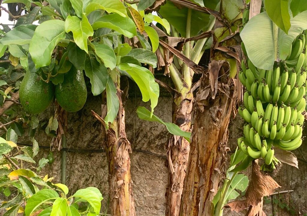 Edible garden with mature banana and avocado trees at home in La Fortuna Costa Rica