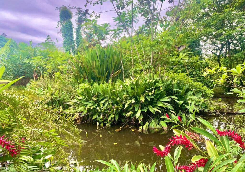 Los Angeles retreat la fortuna costa rica real estate property for sale bird paradise