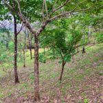 La Fortuna Penas blancas land for sale raw land costa rica
