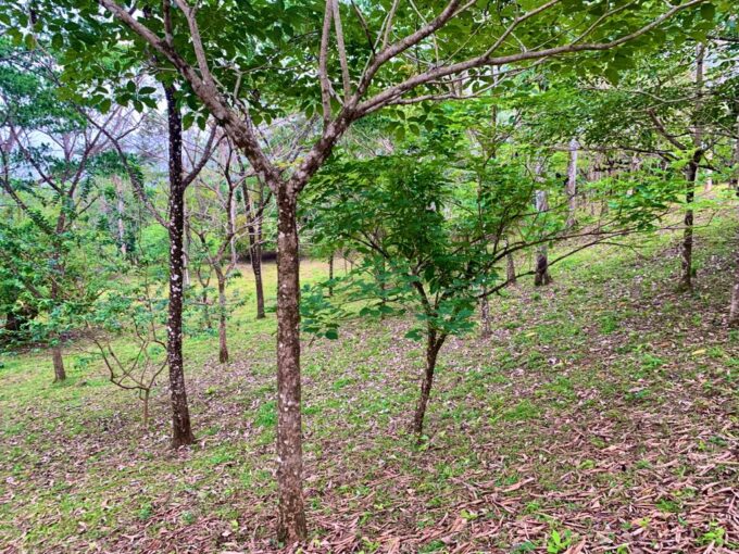 La Fortuna Penas blancas land for sale raw land costa rica