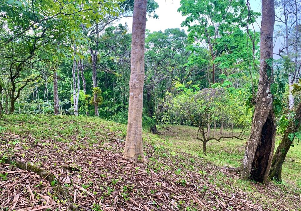 La Fortuna Penas blancas land for sale raw land costa rica
