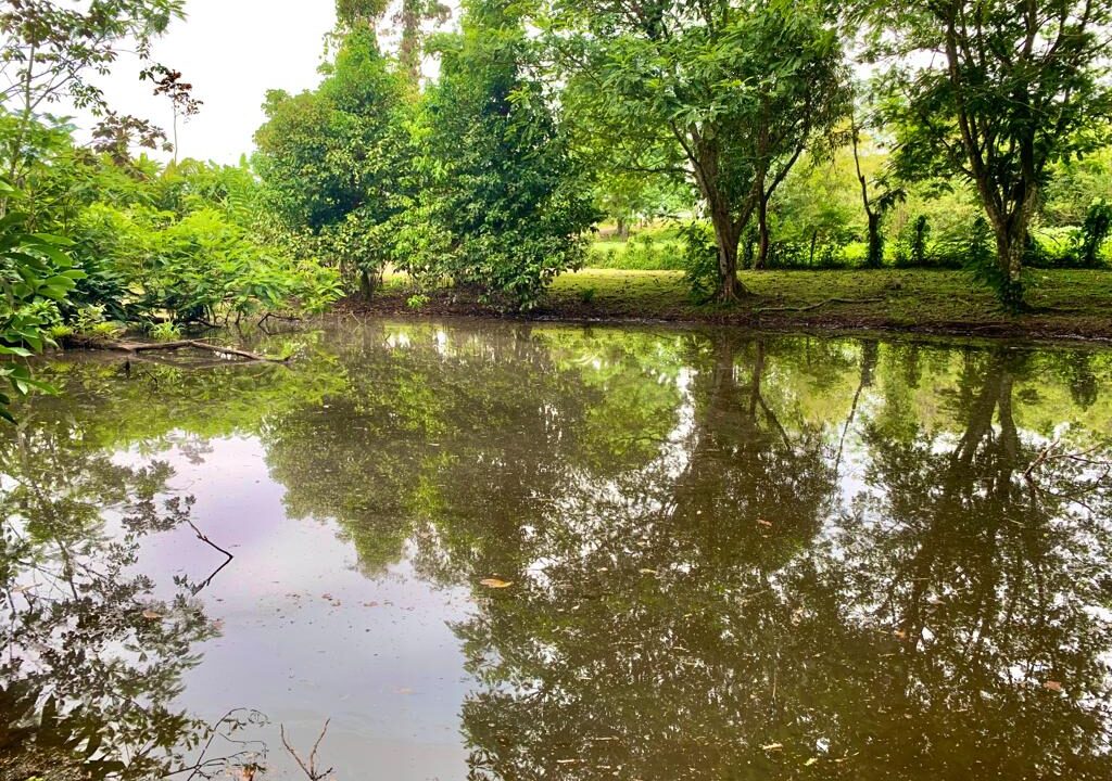 Los Angeles retreat la fortuna costa rica real estate property for sale bird paradise pond