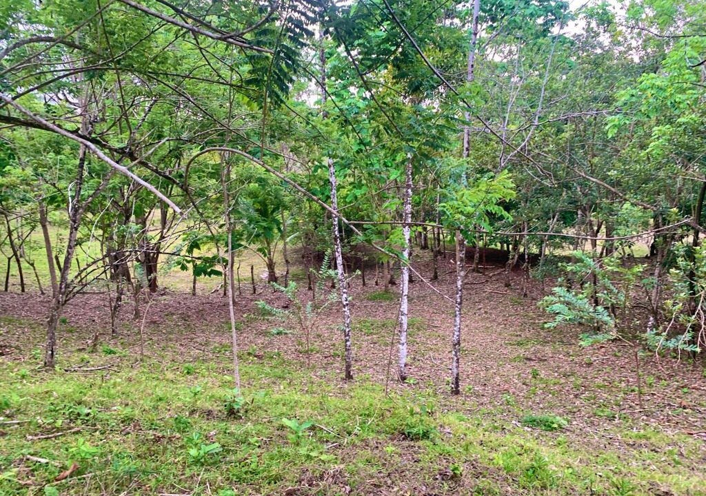 La Fortuna Penas blancas land for sale raw land costa rica