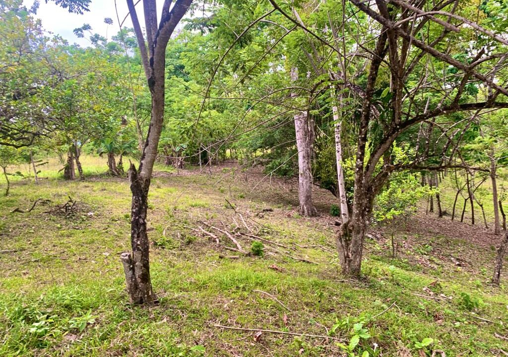 La Fortuna Penas blancas land for sale raw land costa rica