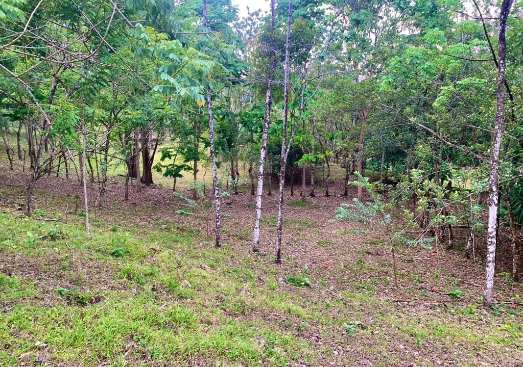 La Fortuna Penas blancas land for sale raw land costa rica