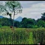 land for sale la tigra la fortuna costa rica real estate arenal volcano