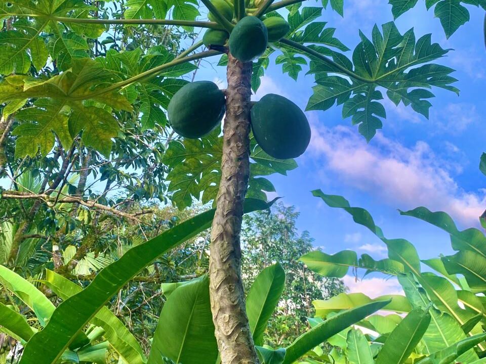 La Fortuna Retreat Income Property mini hotel restaurant real estate arenal Costa Rica