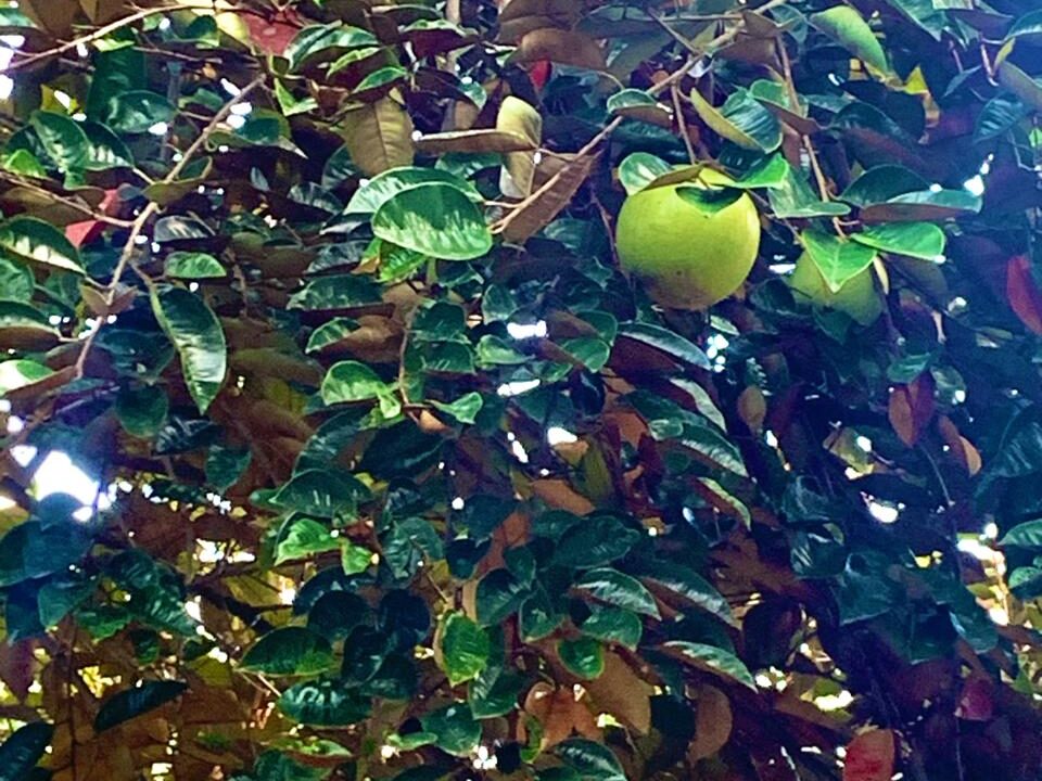 La Fortuna Retreat Income Property mini hotel restaurant real estate arenal Costa Rica