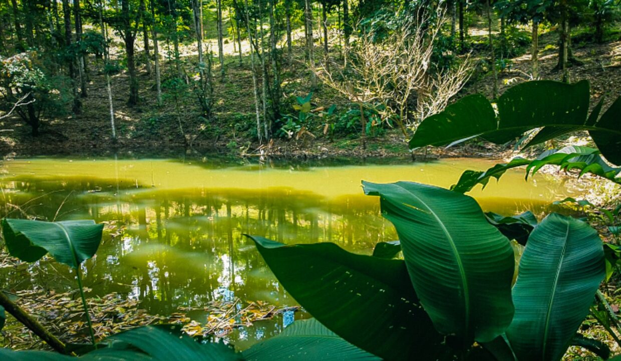 Forest pond with tropical plants in the foreground in Costa Rica