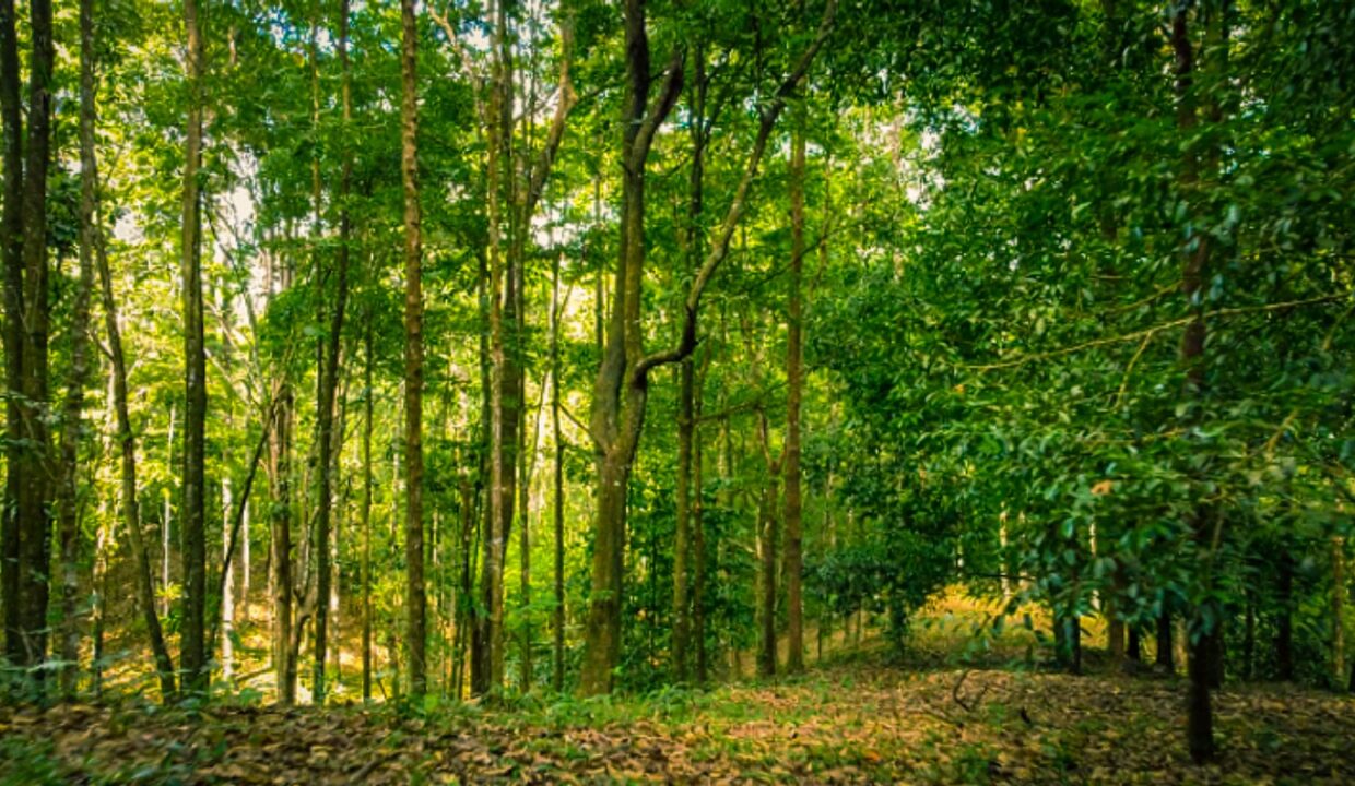 Lush forest land for sale in La Fortuna Costa Rica real estate near Arenal Volcano