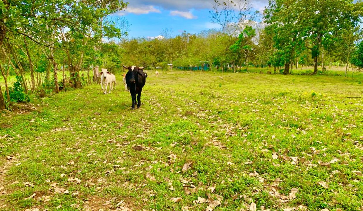 Penas Blancas La Fortuna Costa Rica Lot with River Arenal Volcano