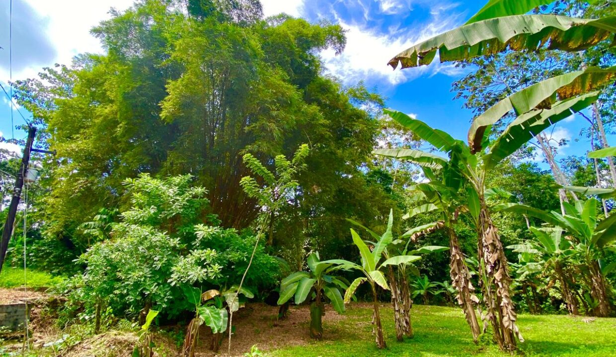 Sunlit tropical landscape with banana trees and vibrant greenery near Arenal Volcano – La Fortuna Costa Rica – Tropical Glow