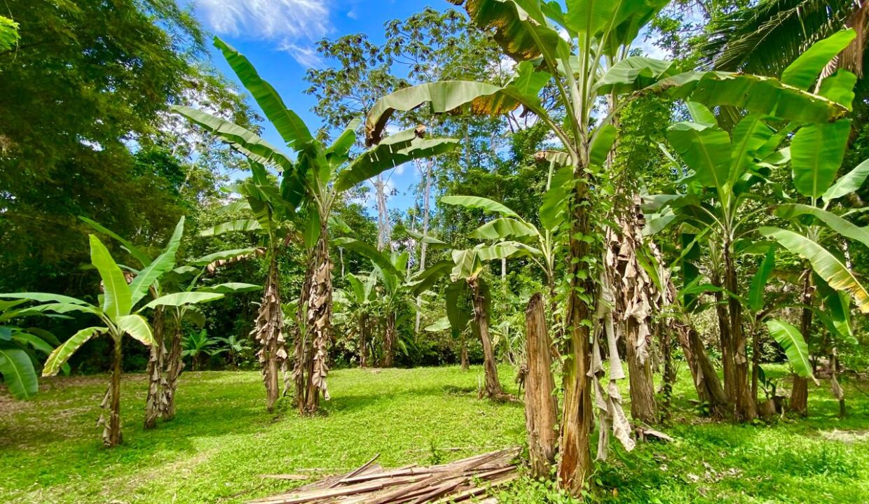 Tropical banana trees on grassy land with dense vegetation near hot springs in La Fortuna Costa Rica – Tropical Glow