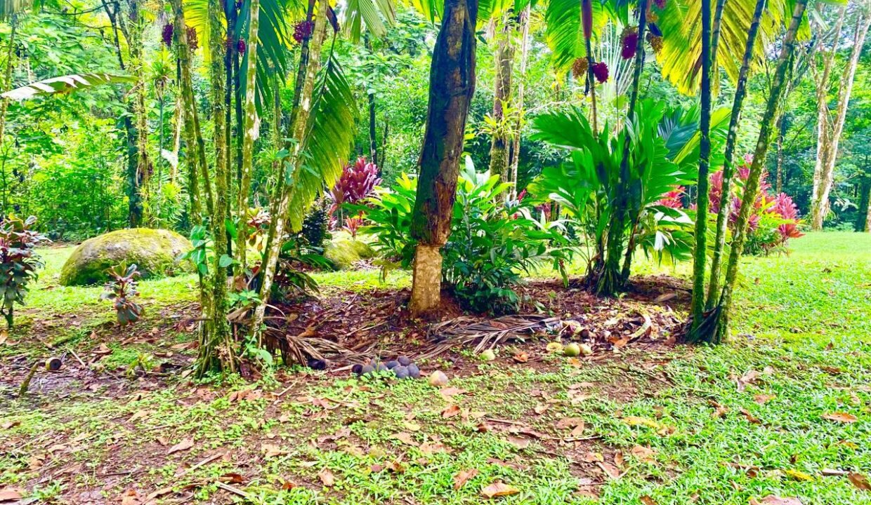 Vibrant palm grove with space for structures near La Fortuna waterfall and Arenal Volcano