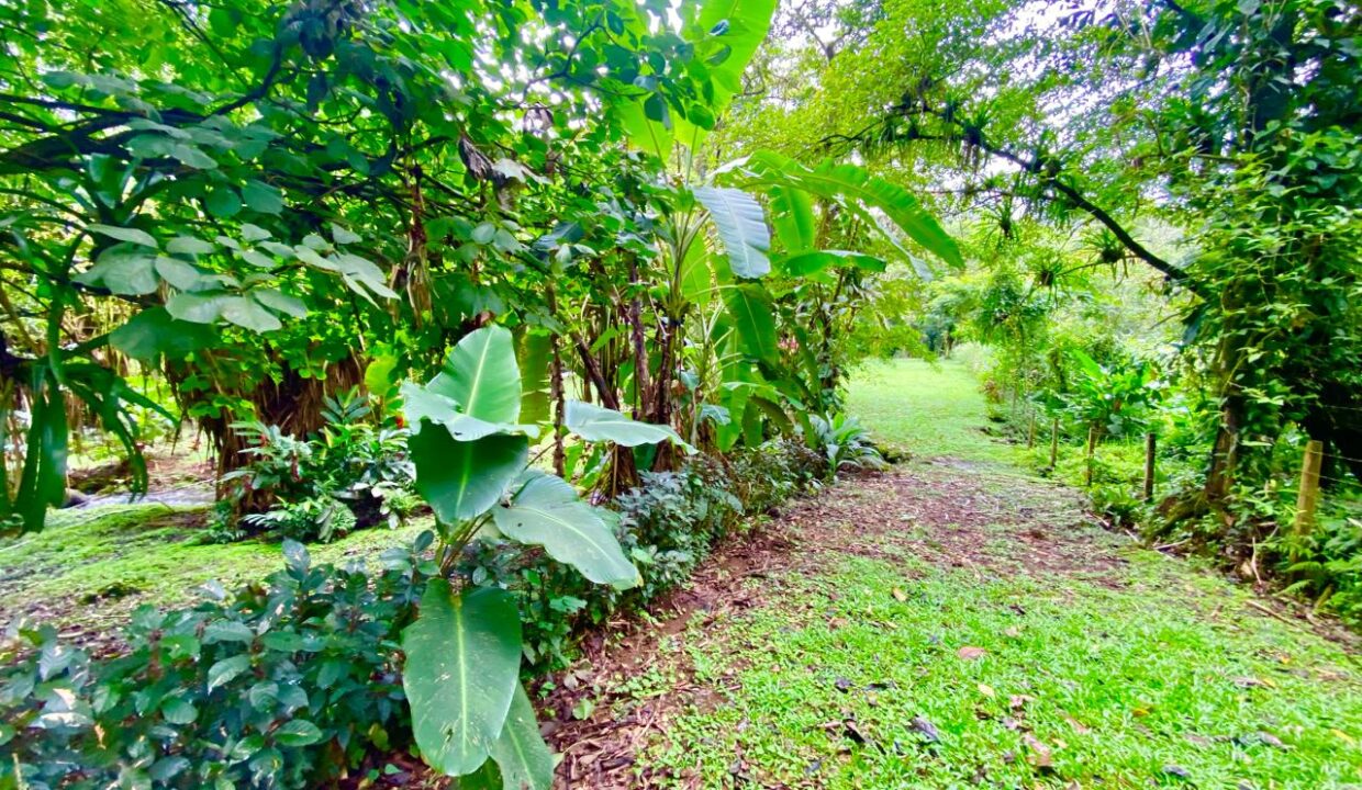 Shaded natural trail through jungle zone of prime La Fortuna land for sale near river and hot springs