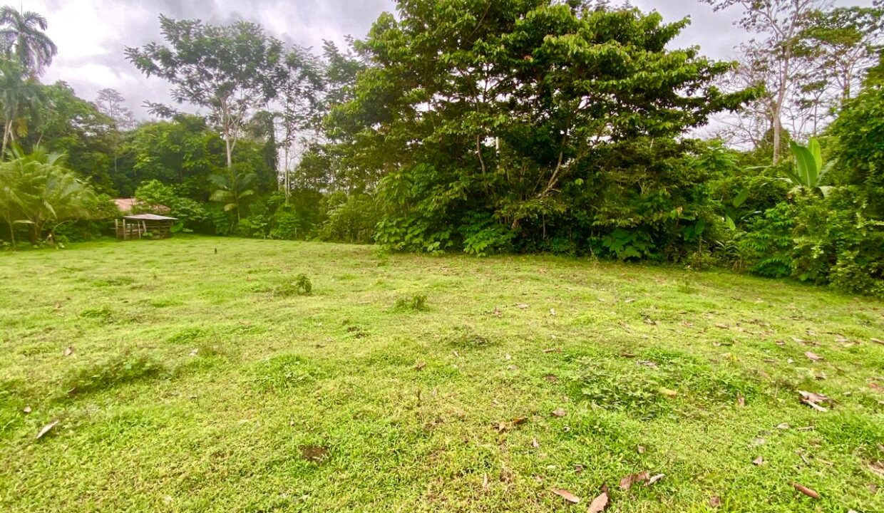 Fruit Trees and Forested Edge in Jauri