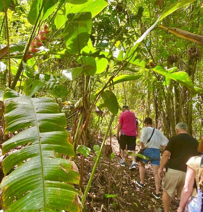 Lush forest path on property for sale in Jauri near La Fortuna
