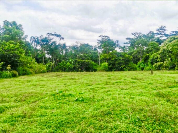 Grassy lot surrounded by lush jungle in Jauri near La Fortuna Costa Rica