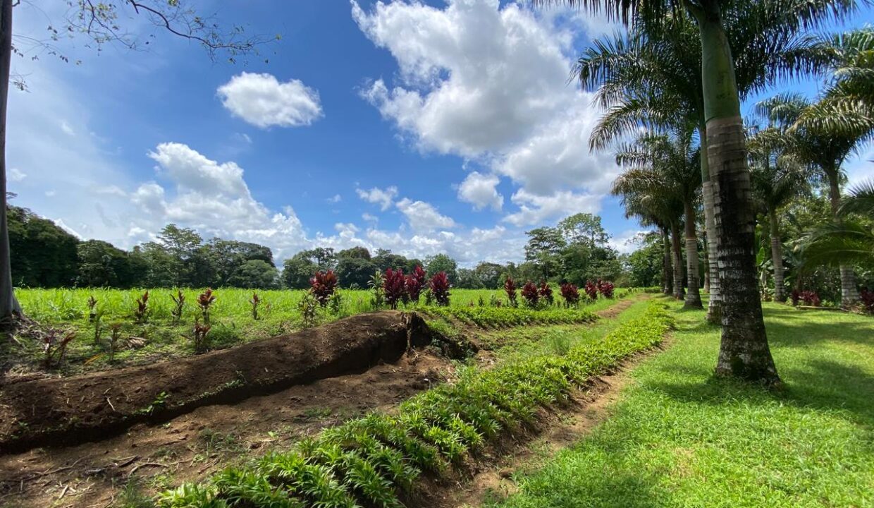 Lush farmland trail with palm trees, Quinta del Bosque La Fortuna Costa Rica