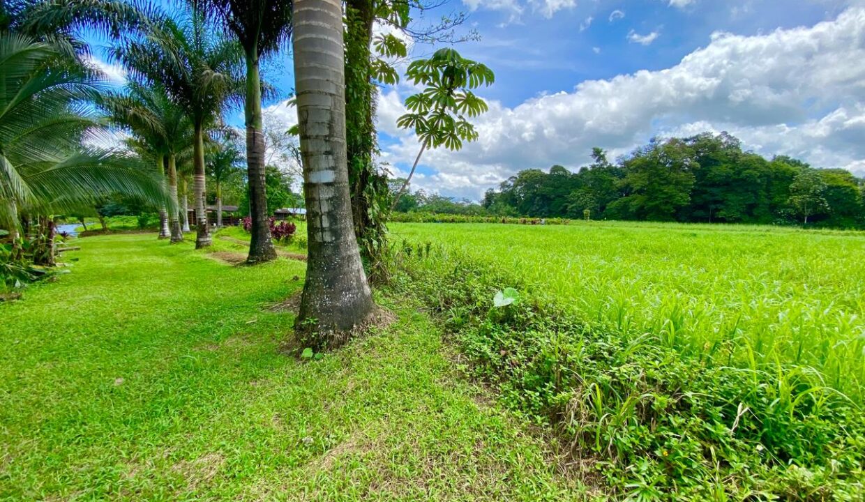 Expansive green field with palm border, real estate La Fortuna Costa Rica