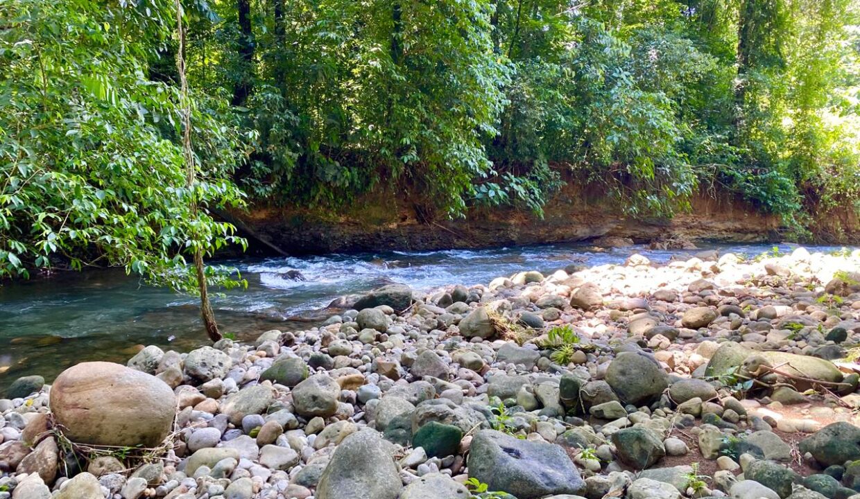 Crystal-clear river running beside rooted tropical trees on lush, undeveloped land near La Fortuna.