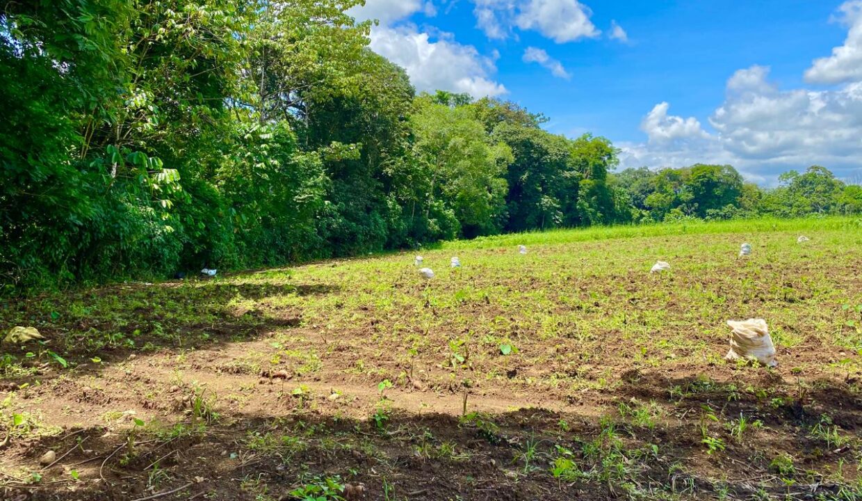 Sunlit farmland ready for planting or construction, bordered by natural forest.