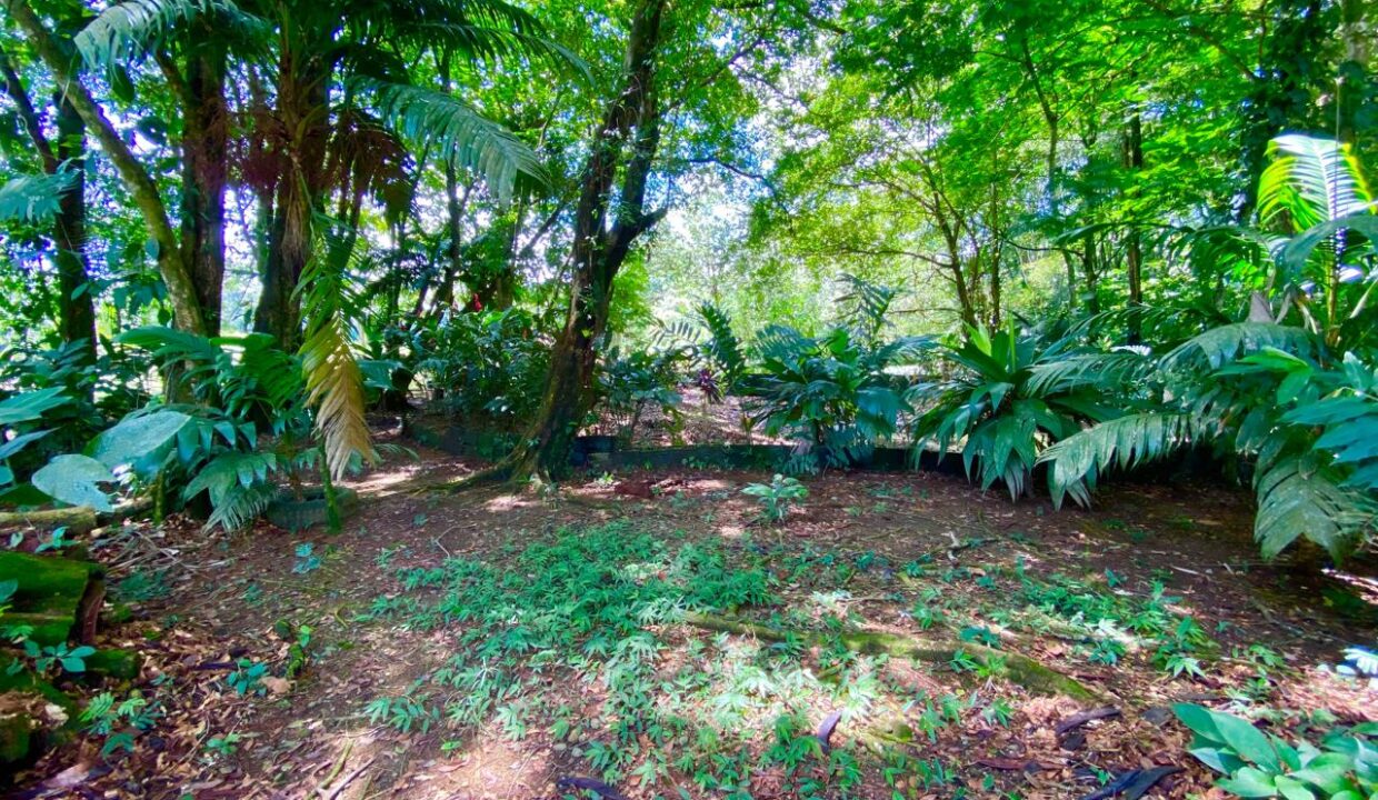 Peaceful forest section of Quinta del Bosque featuring large shade trees and rich soil.